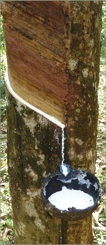 Natural latex sap from the rubber tree for an organic mattress